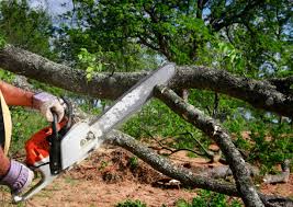 Best Tree Disease Treatment  in Meadowdale, WA